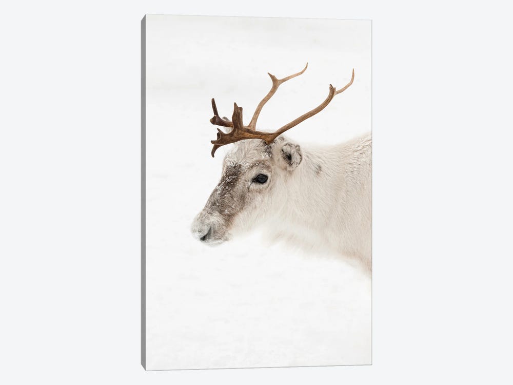 Reindeer Portrait In Norway by Henrike Schenk 1-piece Canvas Print