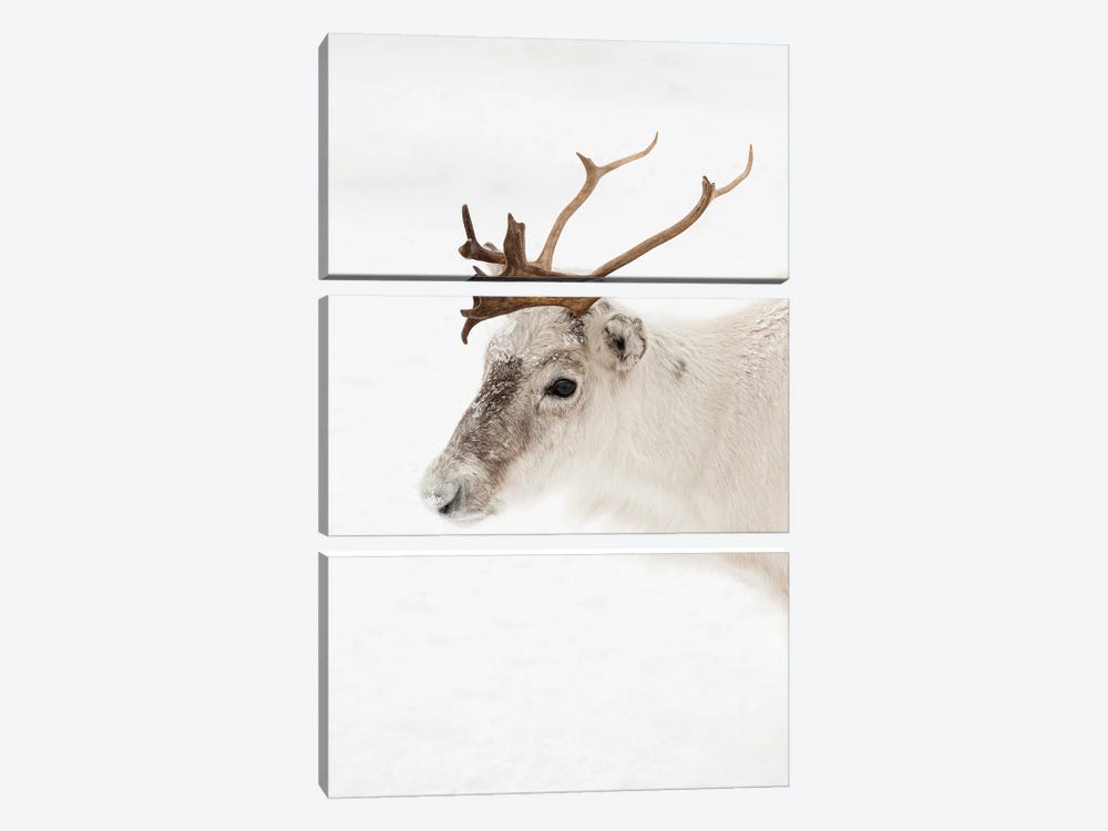 Reindeer Portrait In Norway by Henrike Schenk 3-piece Canvas Print