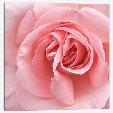 Soft Pink Rose Canvas Print #HSK181} by Henrike Schenk Canvas Art