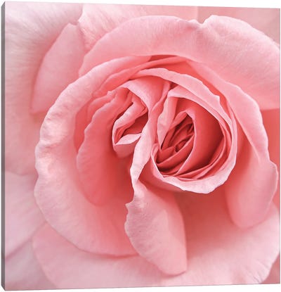 Soft Pink Rose Canvas Art Print - Henrike Schenk
