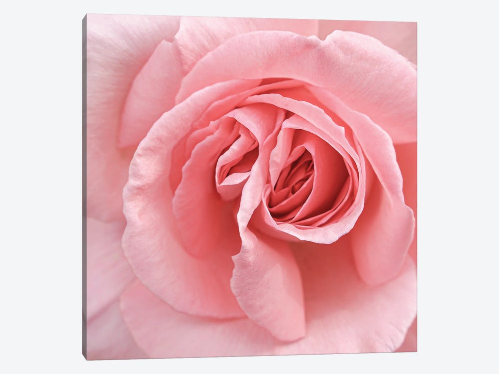 Soft Pink Rose by Henrike Schenk 1-piece Canvas Artwork