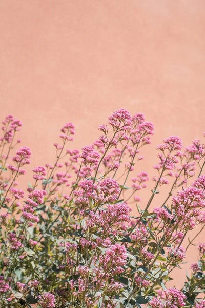 Provence-Alpes-Côte d'Azur: French Provence Flowers by Henrike Schenk