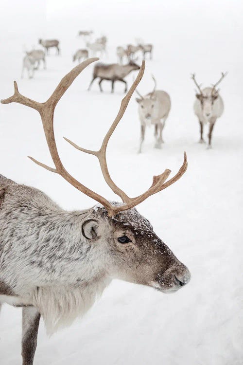 Reindeer With Antlers In Norway