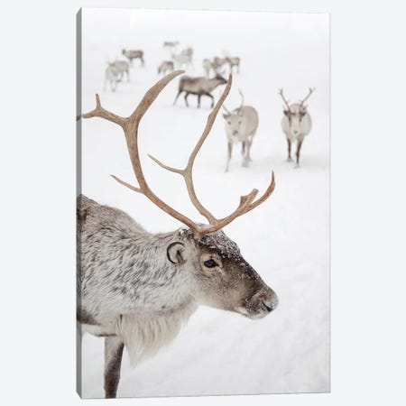 Reindeer With Antlers In Norway Canvas Print #HSK1} by Henrike Schenk Canvas Wall Art