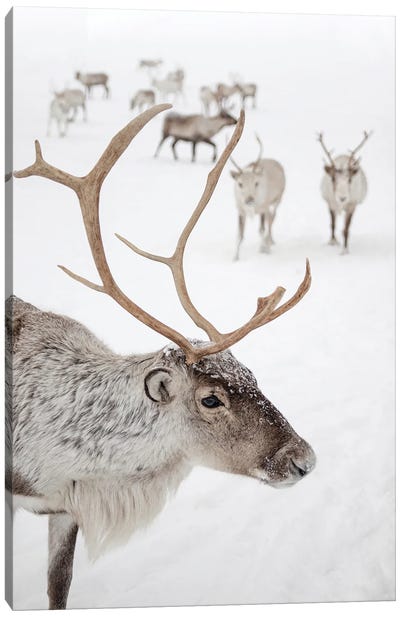 Reindeer With Antlers In Norway Canvas Art Print - Reindeer Art