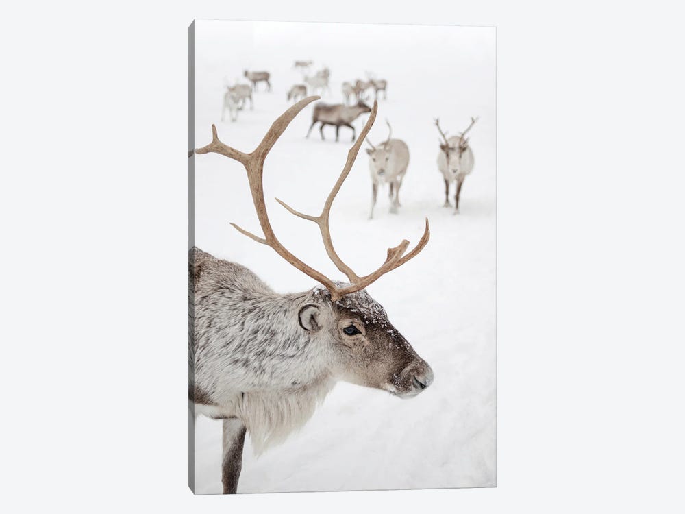 Reindeer With Antlers In Norway by Henrike Schenk 1-piece Canvas Art Print