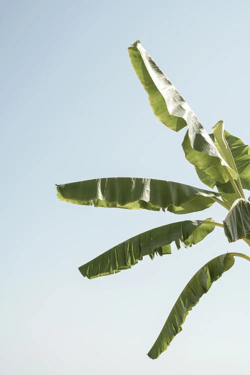 Waving Leaves by Henrike Schenk wall art