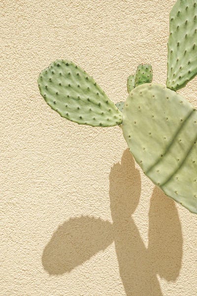 Henrike Schenk: Cacti Shadowplay by Henrike Schenk