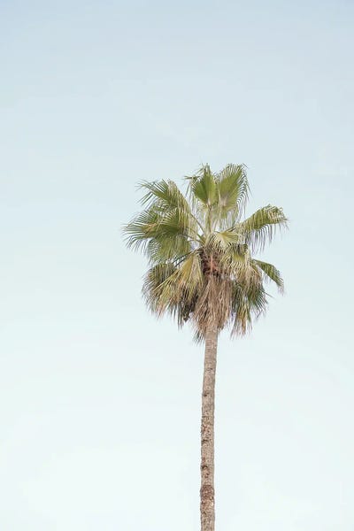 California Palm Tree by Henrike Schenk framed wall art
