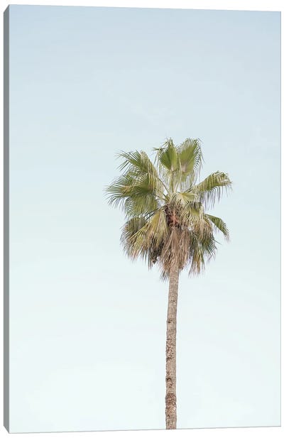 California Palm Tree Canvas Art Print - Henrike Schenk