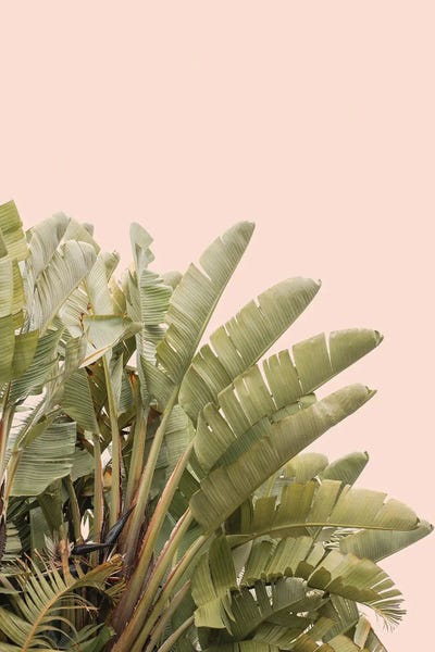 Henrike Schenk: Tropical Leaves On Pastel by Henrike Schenk