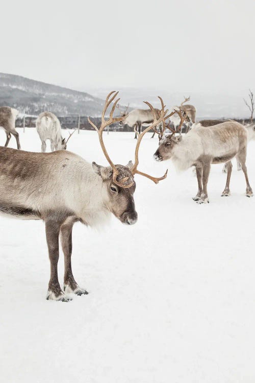 Reindeers In Norway