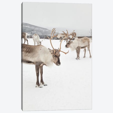 Reindeers In Norway Canvas Print #HSK215} by Henrike Schenk Canvas Print