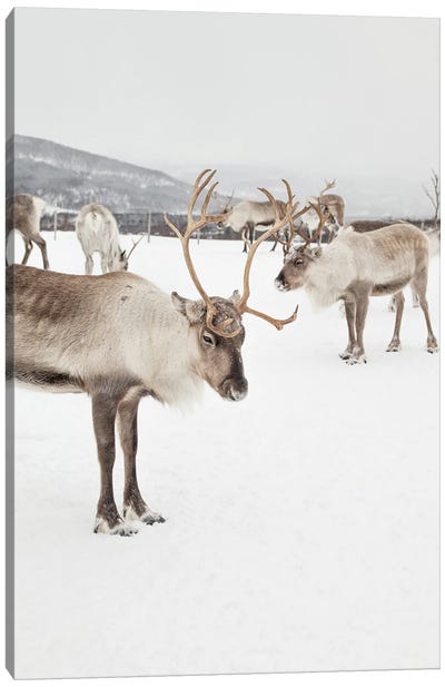 Reindeers In Norway Canvas Art Print - Reindeer Art