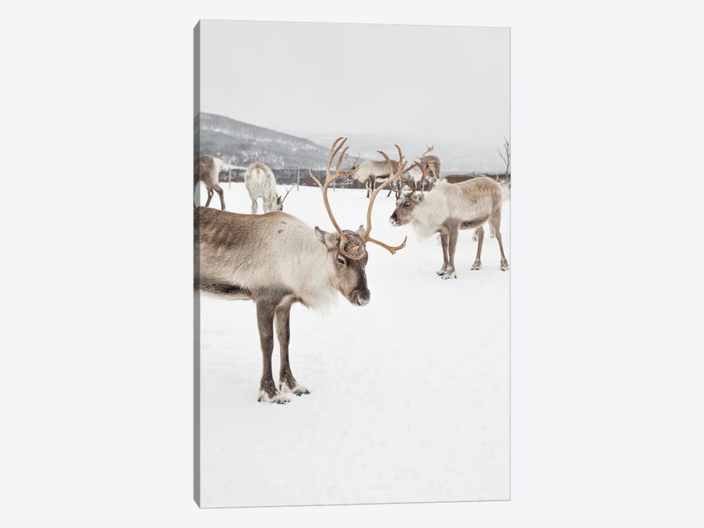 Reindeers In Norway by Henrike Schenk 1-piece Canvas Print