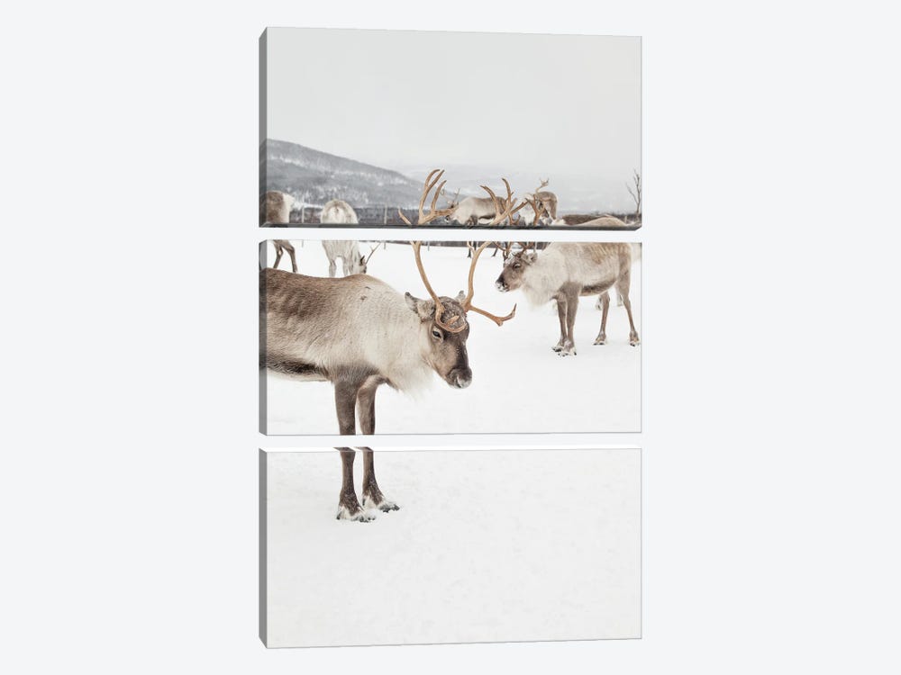 Reindeers In Norway by Henrike Schenk 3-piece Canvas Art Print