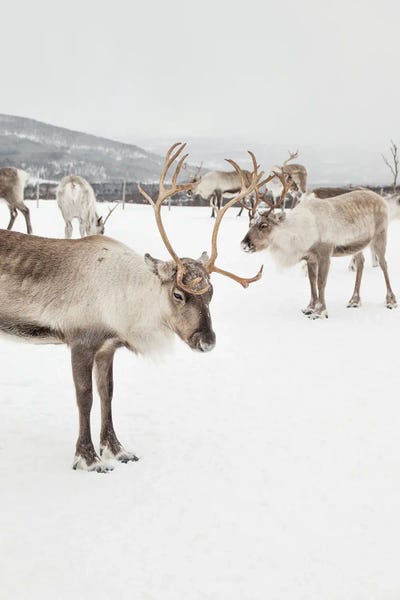 Henrike Schenk: Reindeers In Norway by Henrike Schenk