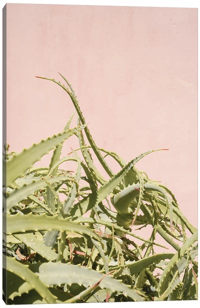 Cactus Garden Canvas Art Print - Henrike Schenk