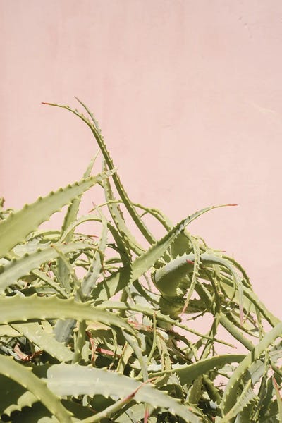 Henrike Schenk: Cactus Garden by Henrike Schenk