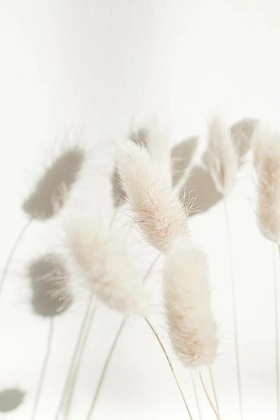 Bunny Tail Grass by Henrike Schenk framed canvas print