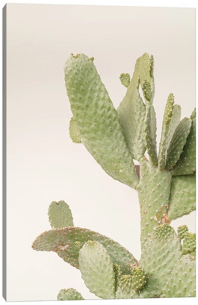 Cactus Plant On White Canvas Art Print - Henrike Schenk