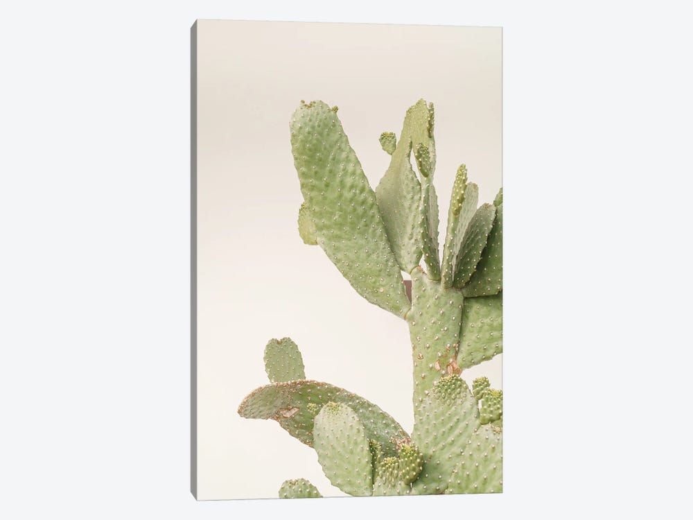 Cactus Plant On White by Henrike Schenk 1-piece Canvas Print