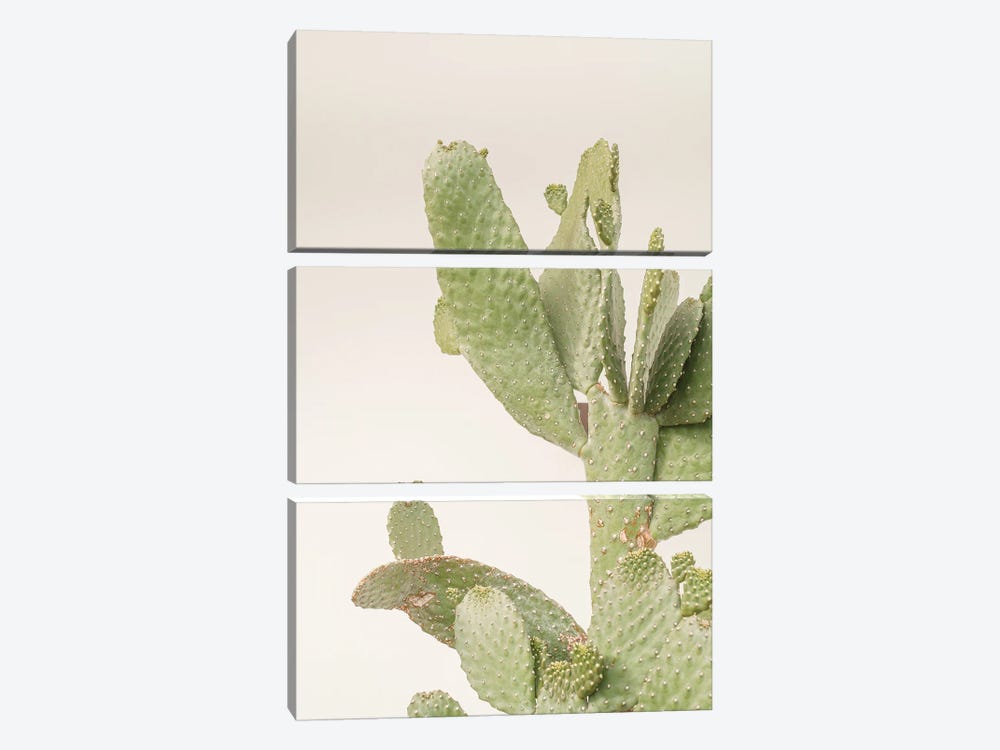 Cactus Plant On White by Henrike Schenk 3-piece Art Print
