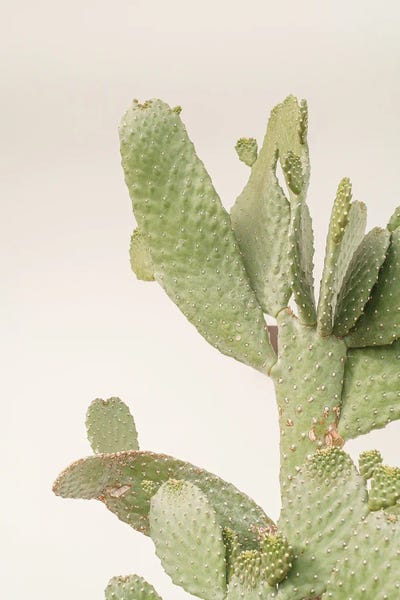 Henrike Schenk: Cactus Plant On White by Henrike Schenk