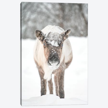 Reindeer In The Snow Canvas Print #HSK240} by Henrike Schenk Canvas Print