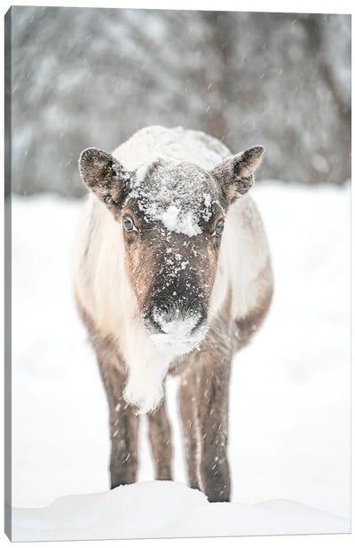 Reindeer In The Snow Canvas Art Print - Henrike Schenk