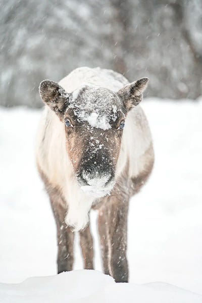 Reindeer In The Snow