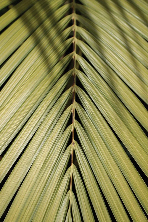 Tropical Green by Henrike Schenk wall art