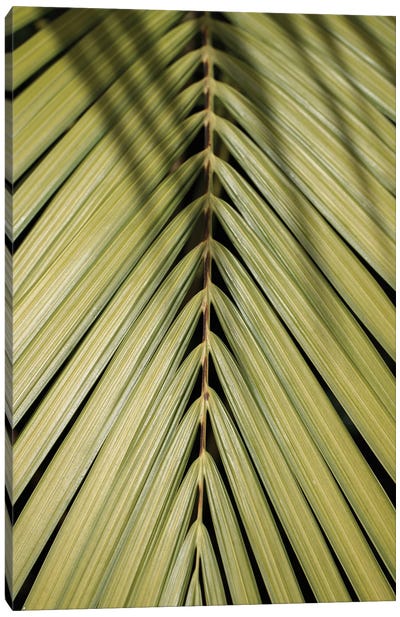 Tropical Green Canvas Art Print - Henrike Schenk