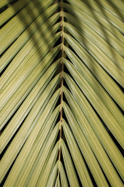 Henrike Schenk: Tropical Green by Henrike Schenk