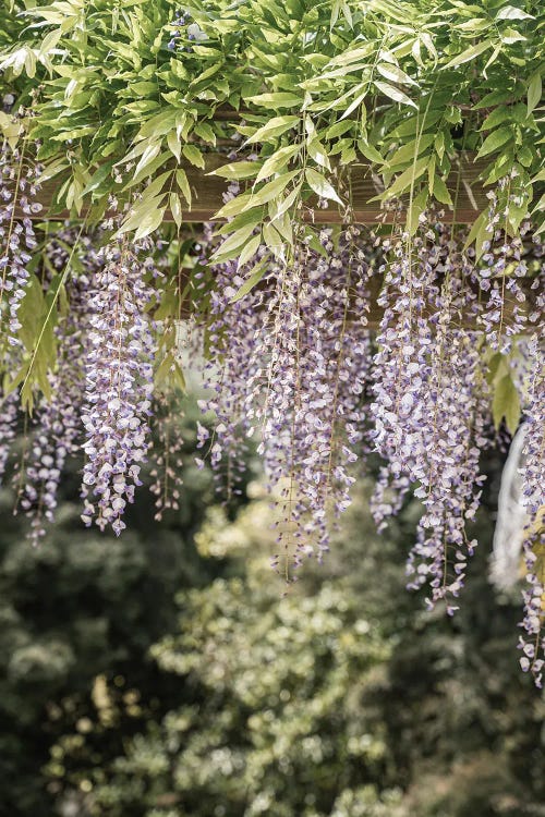 Wisteria In The Sun by Henrike Schenk wall art