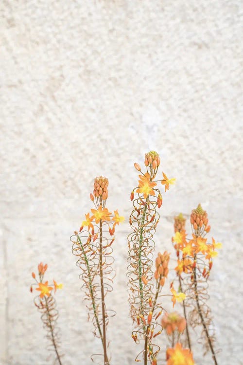 Wonders Of Nature by Henrike Schenk wall art