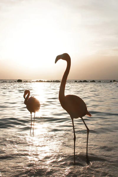 Henrike Schenk: Flamingo's At Sunset by Henrike Schenk