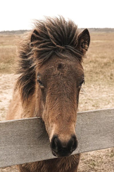 Horse Portrait by Henrike Schenk framed canvas print