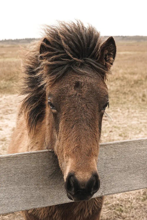 Horse Portrait