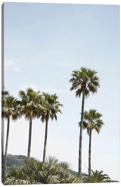 Palmtrees Of California Canvas Art Print - Henrike Schenk