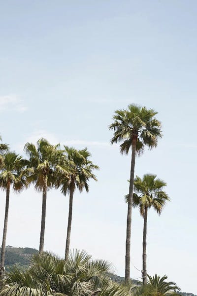 Henrike Schenk: Palmtrees Of California by Henrike Schenk