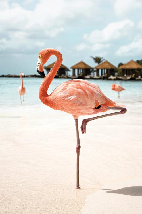 Flamingo On Aruba Island