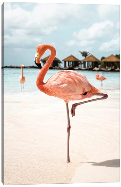 Flamingo On Aruba Island Canvas Art Print - Henrike Schenk