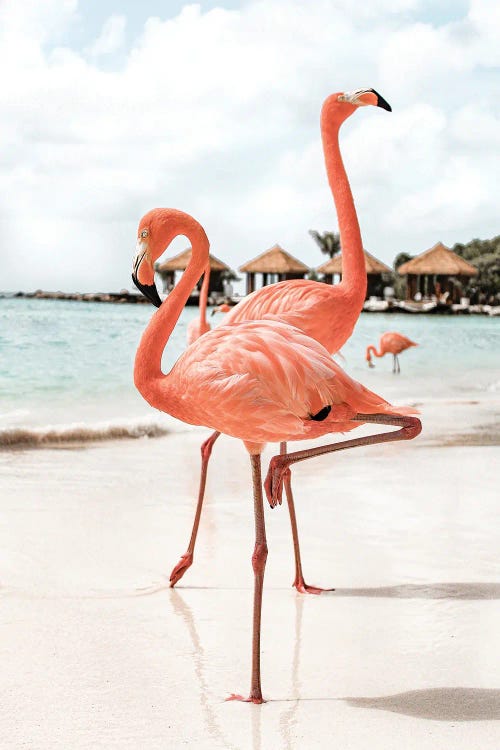 Flamingo's On Aruba Island