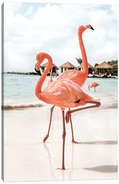 Flamingo's On Aruba Island Canvas Art Print - Flamingo Art