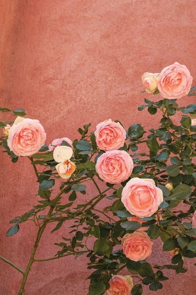 Pink Roses Blossom by Henrike Schenk framed wall art