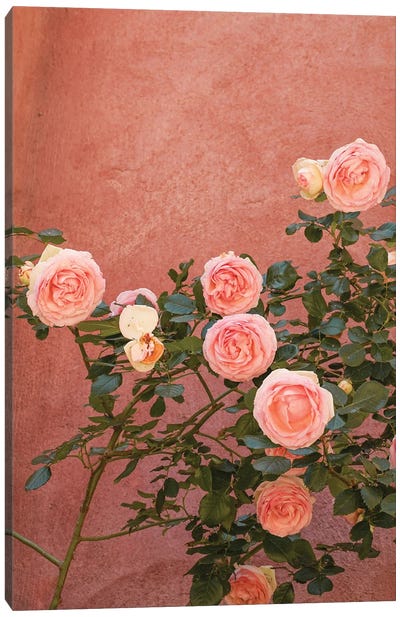 Pink Roses Blossom Canvas Art Print