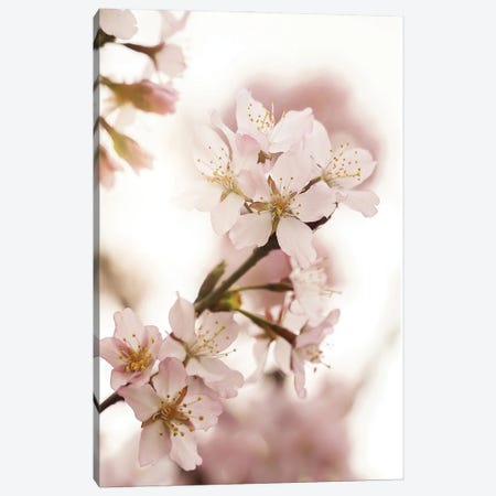 Pink Spring Blossom Canvas Print #HSK62} by Henrike Schenk Canvas Artwork