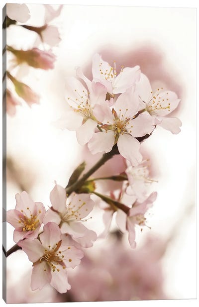 Pink Spring Blossom Canvas Art Print - Henrike Schenk