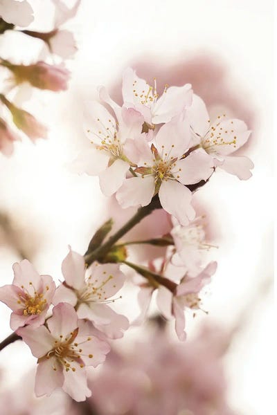 Henrike Schenk: Pink Spring Blossom by Henrike Schenk